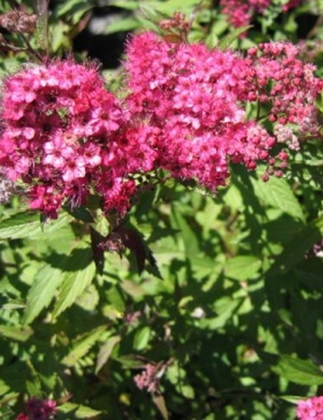 Спирея японская `Суперстар`, Spiraea japonica `Superstar` ® | СадПарад